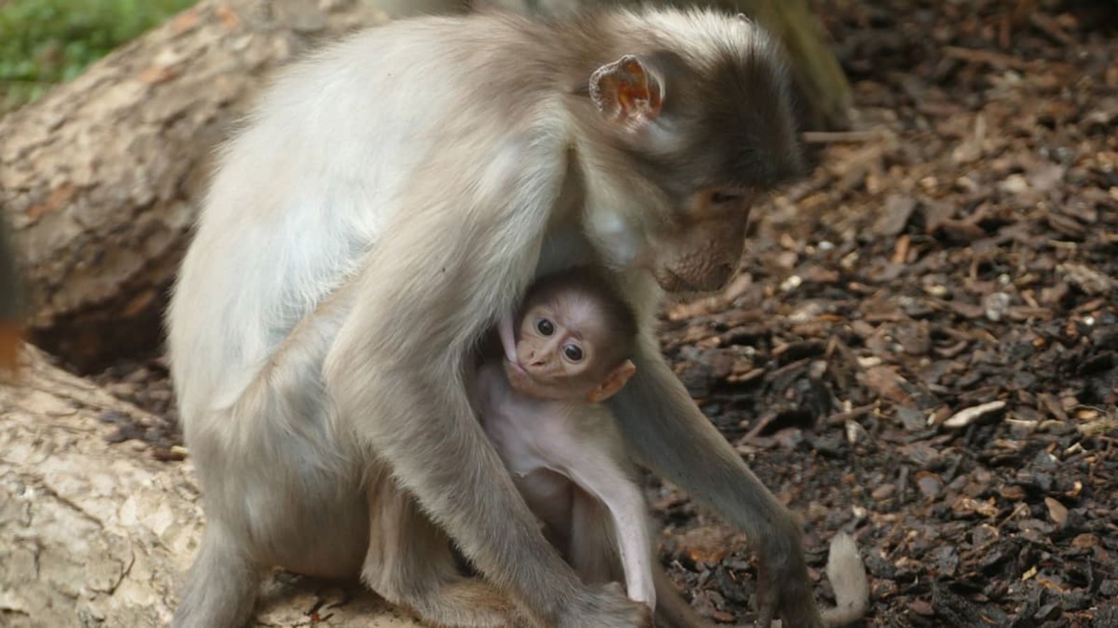 Dicht bei der Mama verbringt das Affenbaby seinen ersten Monat im Zoo Heidelberg.Petra Medan/Zoo Heidelberg/dpa