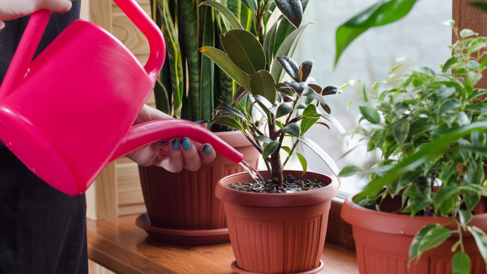 Gibt es auch Pflanzen, welch die Luftfeuchtigkeit senken?Foto: Taras Garkusha / shutterstock.com Gibt es auch Pflanzen, welch die Luftfeuchtigkeit senken?Foto: Taras Garkusha / shutterstock.com