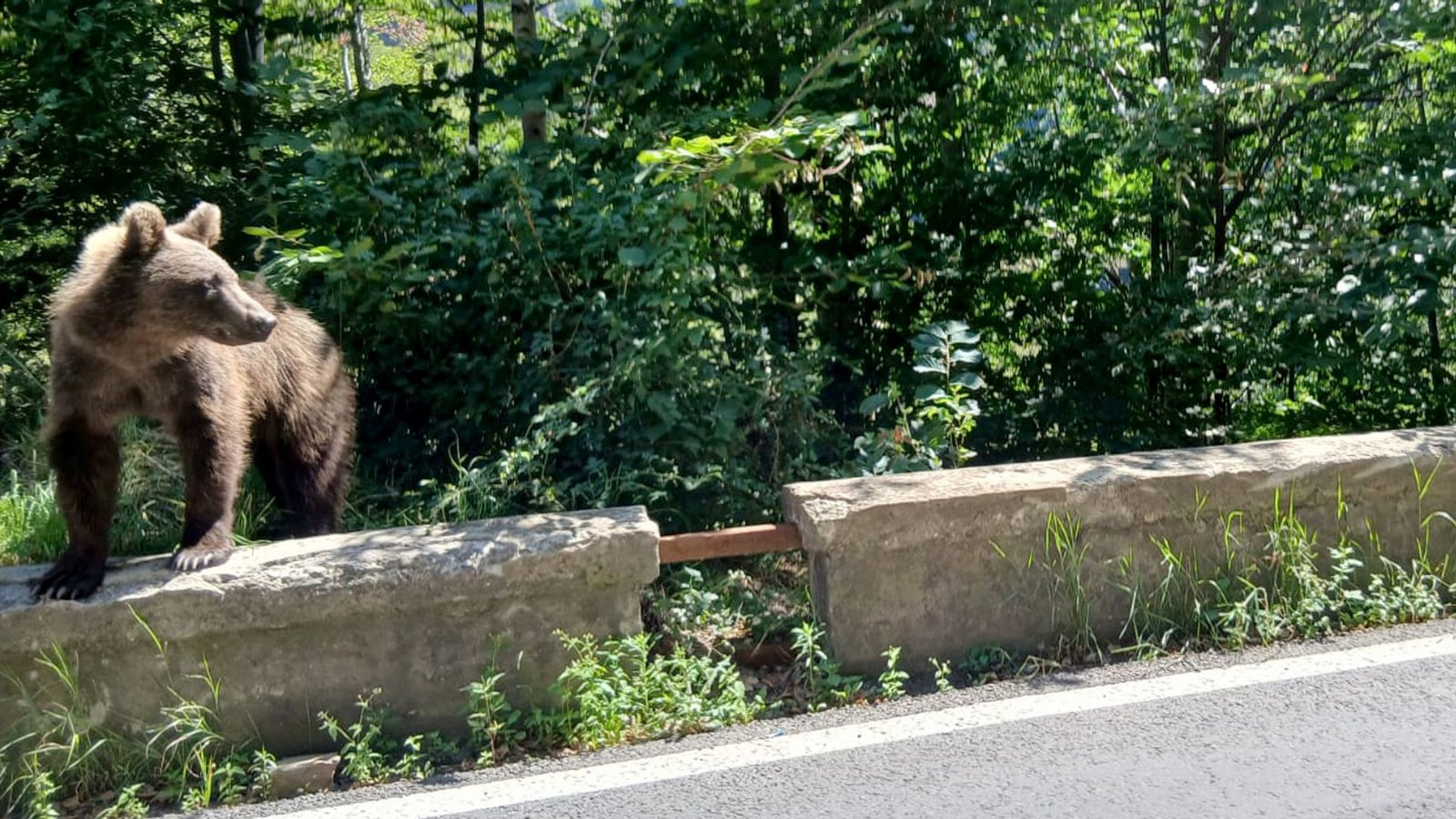 Auf der Bergstraße Transfagarasan durch die rumänischen Karpaten begegnet man Bären auf Schritt und Tritt.Foto: Kathrin Lauer/dpa Auf der Bergstraße Transfagarasan durch die rumänischen Karpaten begegnet man Bären auf Schritt und Tritt.Foto: Kathrin Lauer/dpa