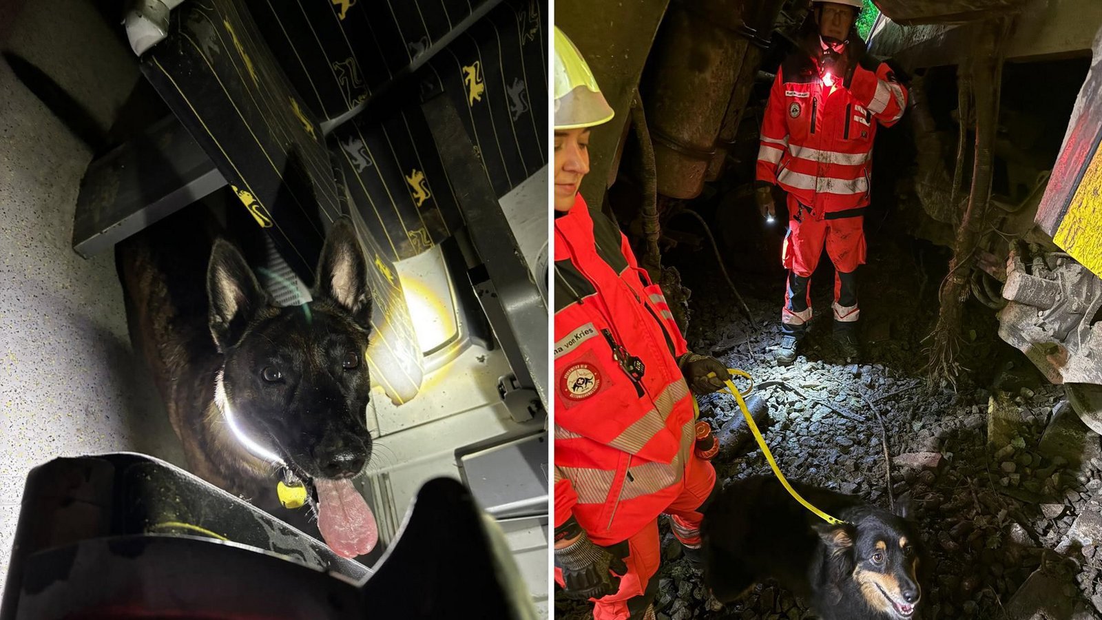Der Einsatz in den völlig zerstörten Triebwägen ist für die Tiere nicht ungefährlich.Foto: Rettungshundestaffel der Feuerwehr Ulm Der Einsatz in den völlig zerstörten Triebwägen ist für die Tiere nicht ungefährlich.Foto: Rettungshundestaffel der Feuerwehr Ulm