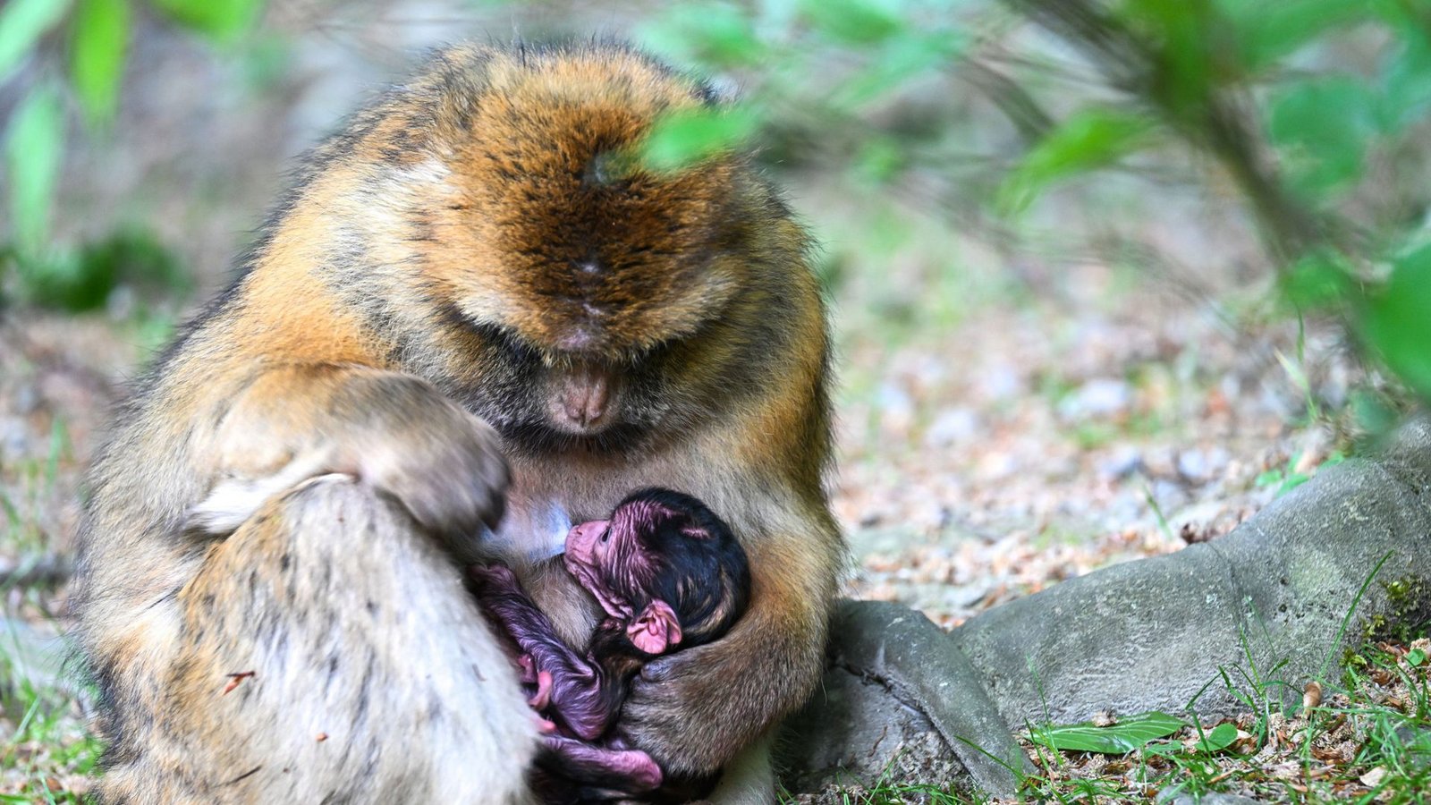 Ein nur wenige Stunden altes Berberaffenbaby liegt in Deutschlands größtem Affenfreigehege, dem Affenberg bei Salem, im Schoß seiner Mutter.Foto: Felix Kästle/dpa/Felix Kästle Ein nur wenige Stunden altes Berberaffenbaby liegt in Deutschlands größtem Affenfreigehege, dem Affenberg bei Salem, im Schoß seiner Mutter.Foto: Felix Kästle/dpa/Felix Kästle