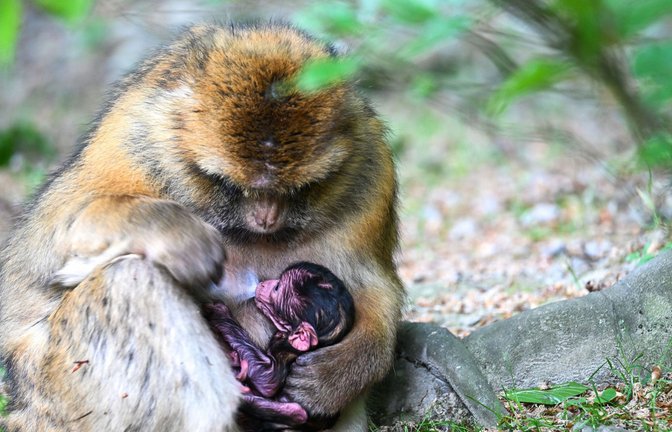 Ein nur wenige Stunden altes Berberaffenbaby liegt in Deutschlands größtem Affenfreigehege, dem Affenberg bei Salem, im Schoß seiner Mutter.<span class='image-autor'>Foto: Felix Kästle/dpa/Felix Kästle</span>