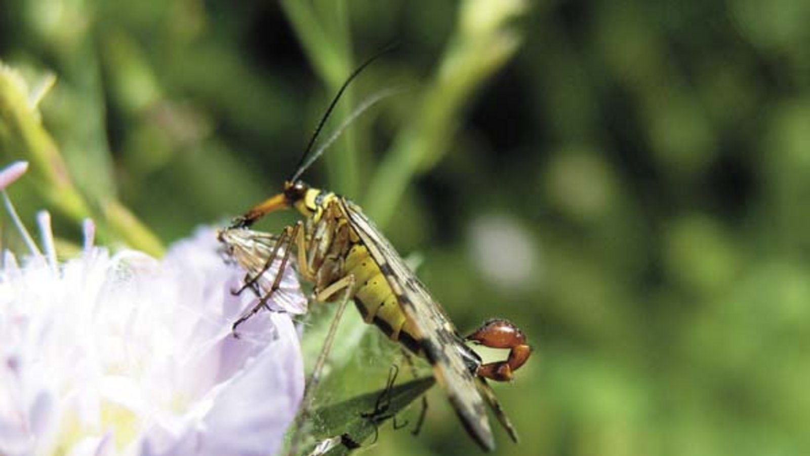 Spektakuläres Skorpionsfliegenmännchen. Foto: Rücker