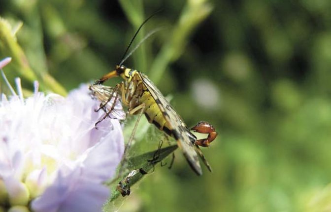Spektakuläres Skorpionsfliegenmännchen. Foto: Rücker