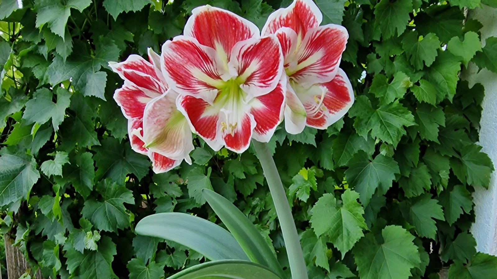 Ingrid Hangstörfer aus Aurich hat von ihrer Schwester diese selbst gezogene Amaryllis geschenkt bekommen. Die Pflanze ist wohl in ihrer Blühphase etwas durcheinandergeraten, strahlt sie doch normalerweise um die Weihnachtszeit mit bunten Blüten. Aber die Freude in Aurich ist jetzt umso größer. Foto: p Ingrid Hangstörfer aus Aurich hat von ihrer Schwester diese selbst gezogene Amaryllis geschenkt bekommen. Die Pflanze ist wohl in ihrer Blühphase etwas durcheinandergeraten, strahlt sie doch normalerweise um die Weihnachtszeit mit bunten Blüten. Aber die Freude in Aurich ist jetzt umso größer. Foto: p