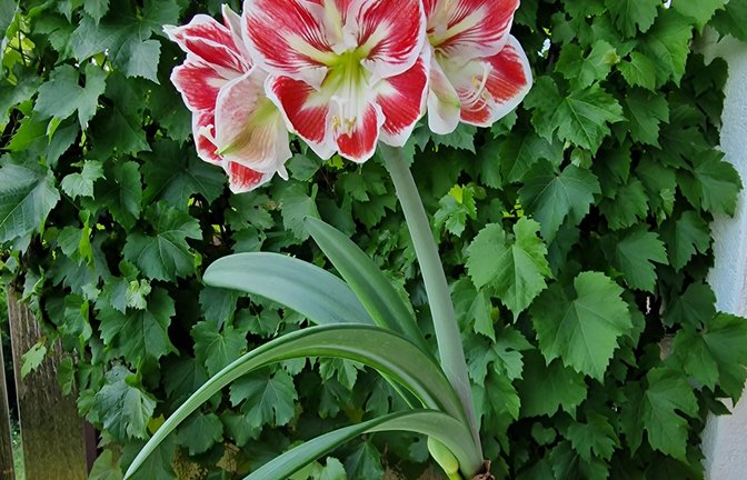 Ingrid Hangstörfer aus Aurich hat von ihrer Schwester diese selbst gezogene Amaryllis geschenkt bekommen. Die Pflanze ist wohl in ihrer Blühphase etwas durcheinandergeraten, strahlt sie doch normalerweise um die Weihnachtszeit mit bunten Blüten. Aber die Freude in Aurich ist jetzt umso größer.  <span class='image-autor'>Foto: p</span>