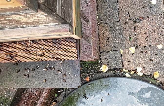 Bis zum Bienstock haben es die Bienen eines Imkers aus Oberriexingen offenbar noch geschafft, bevor sie dort verendeten.  Foto: p
