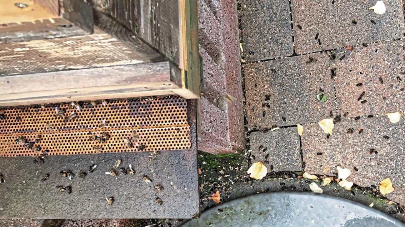 Bis zum Bienstock haben es die Bienen eines Imkers aus Oberriexingen offenbar noch geschafft, bevor sie dort verendeten.  Foto: p