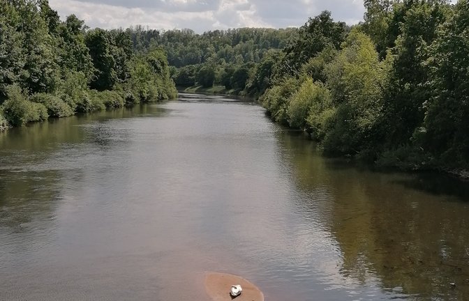 Der niedrige Wasserpegel der Enz bei Vaihingen scheint diesen Schwan nicht zu stören. Er nutzt die kleine Sandbank mitten im Fluss für ein Nickerchen.  <span class='image-autor'>Foto: Banholzer</span>