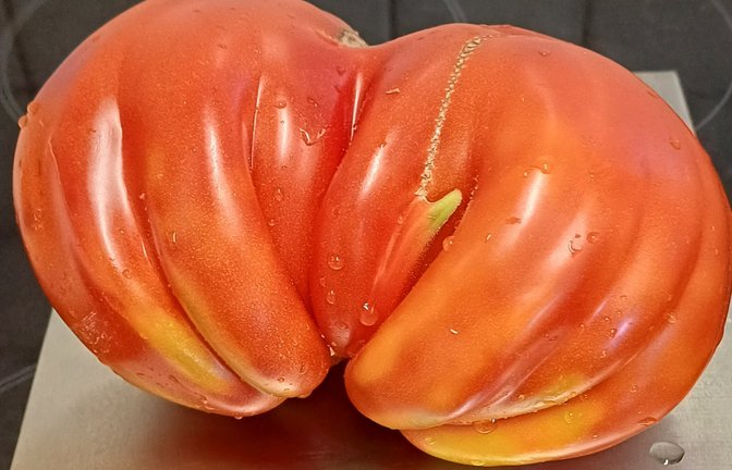 Über ein Prachtexemplar eines „Ochsenherzens“, einer Fleischtomate, freut sich Hedie Ramstein aus Pinache. Sie kann außerdem riesige Sonnenblumen und Pfundstomaten vorweisen. Das habe es so in ihrem Garten noch nie gegeben. Alles ohne Kunstdünger, nur mit paar Hornspänen, berichtet sie.  <span class='image-autor'>Foto: o</span>