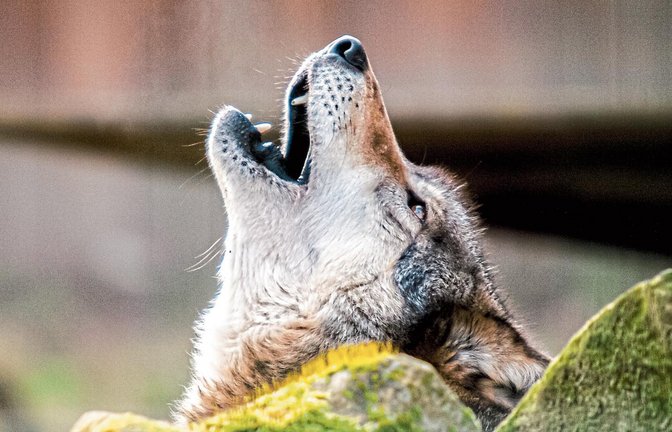 Von Wolfsgeheul kann in Sersheim oder Korntal-Münchingen derzeit keine Rede sein. Panik ist nach den bestätigten Wolfshinweisen auch nicht aufgekommen.  Foto: Nabu/Kathy Büscher