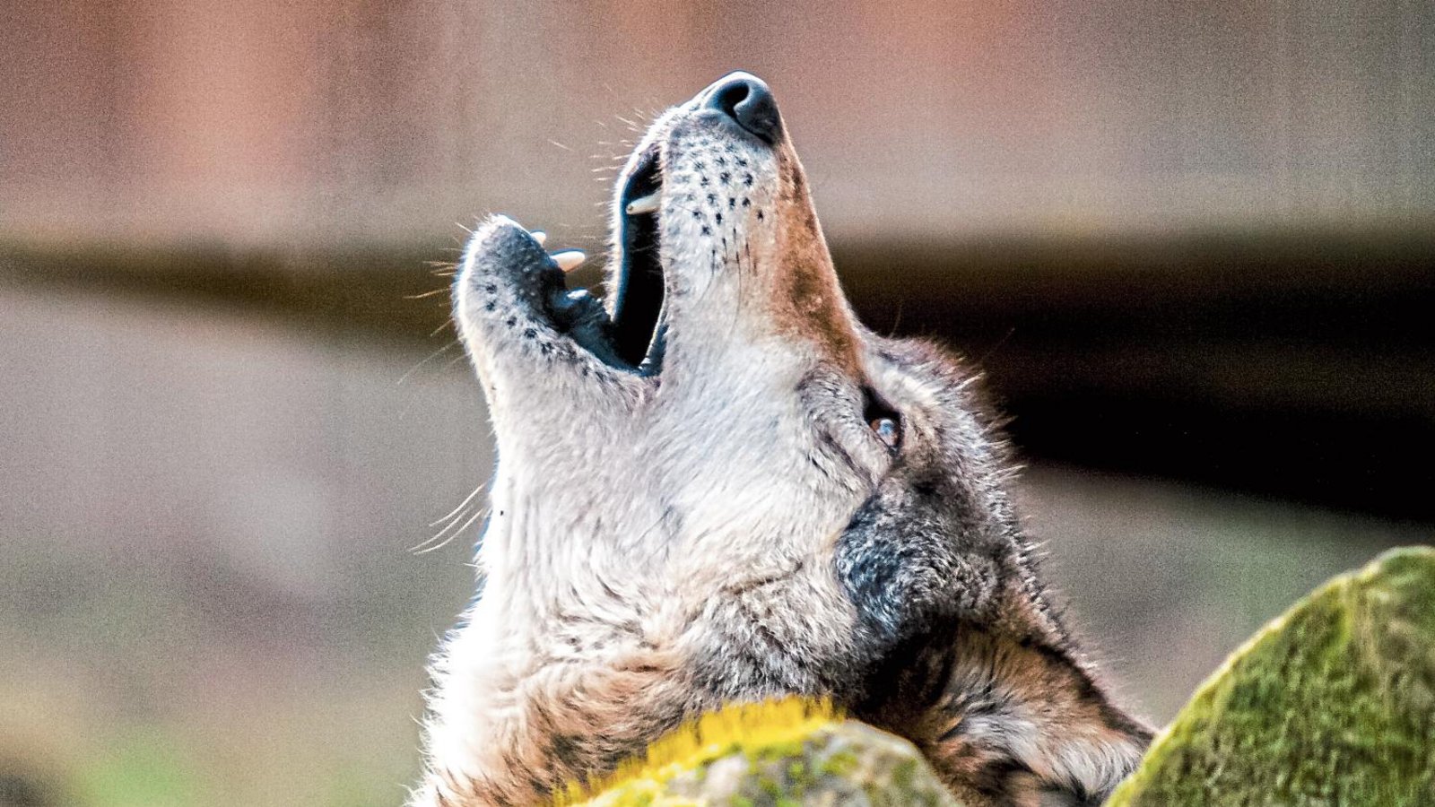 Von Wolfsgeheul kann in Sersheim oder Korntal-Münchingen derzeit keine Rede sein. Panik ist nach den bestätigten Wolfshinweisen auch nicht aufgekommen. Foto: Nabu/Kathy Büscher Von Wolfsgeheul kann in Sersheim oder Korntal-Münchingen derzeit keine Rede sein. Panik ist nach den bestätigten Wolfshinweisen auch nicht aufgekommen. Foto: Nabu/Kathy Büscher