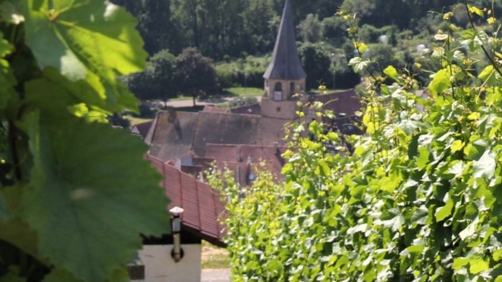 Sorgen um die Steillagen. Archivfoto: VKZ/dok