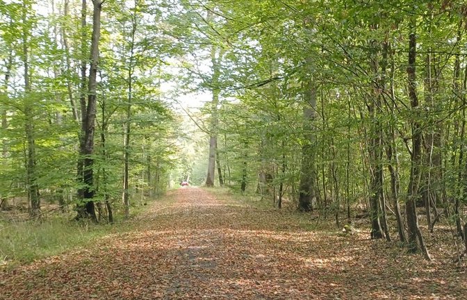 Die Waldwege sind mit abgeworfenem Laub bedeckt – und das im Sommer.  <span class='image-autor'>Fotos: Rücker</span>