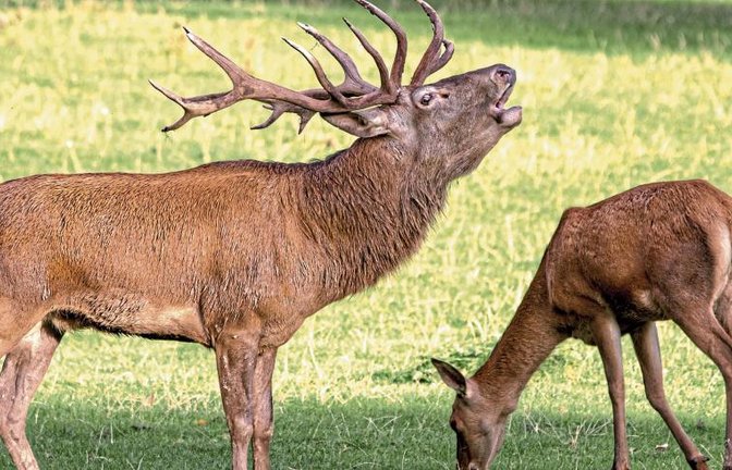 Im Wildparadies Tripsdrill ist die Hirschbrunft zu erleben. Foto: p