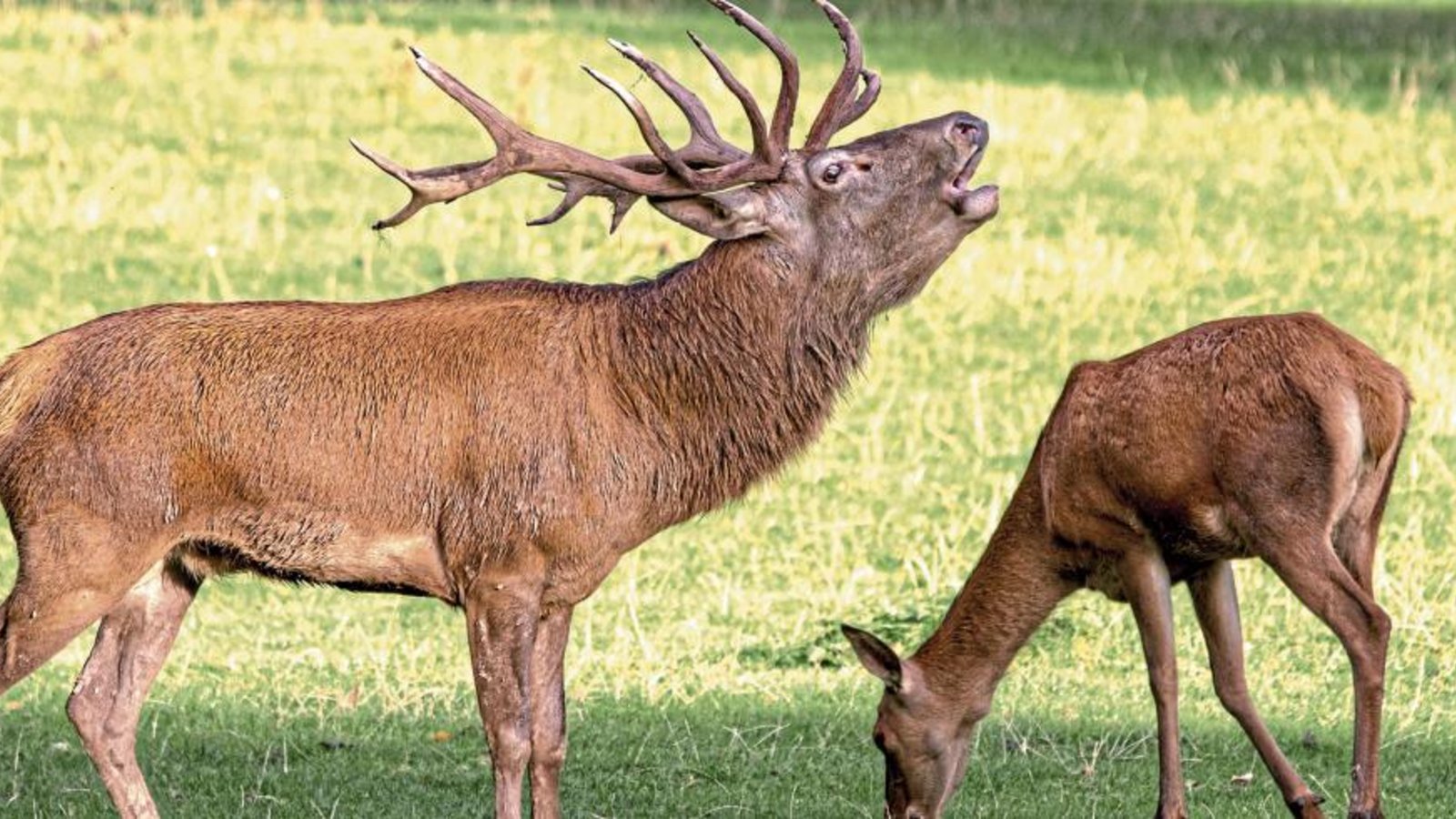 Im Wildparadies Tripsdrill ist die Hirschbrunft zu erleben. Foto: p
