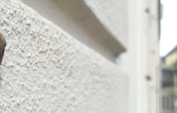 Die Köcherfliege an der Hauswand am Vaihinger Marktplatz verrät, dass ein Fließgewässer in der Nähe sein muss. Dort ist die Kinderstube dieser Insekten.  <span class='image-autor'>Foto: sr</span>