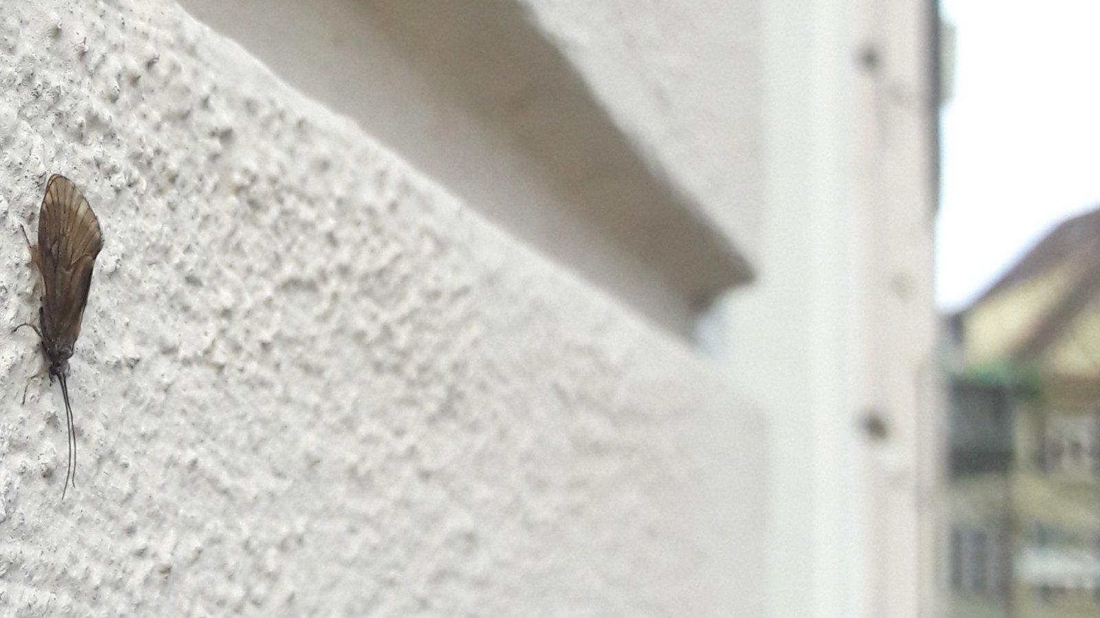 Die Köcherfliege an der Hauswand am Vaihinger Marktplatz verrät, dass ein Fließgewässer in der Nähe sein muss. Dort ist die Kinderstube dieser Insekten. Foto: sr Die Köcherfliege an der Hauswand am Vaihinger Marktplatz verrät, dass ein Fließgewässer in der Nähe sein muss. Dort ist die Kinderstube dieser Insekten. Foto: sr