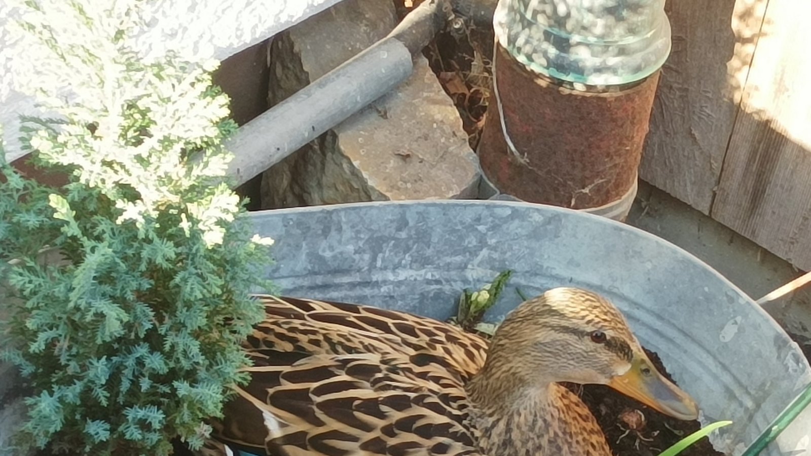 Bei Familie Zierle in Illingen hat ein Stockenten-Weibchen einen ganz besonderen Platz für das Brutgeschäft gefunden – im Vorgarten unterm Küchenfenster im Zinnbottich. Die Familie laufe seitdem gebührend vorsichtig an der werdenden Mutter vorbei, erzählt Daniela Zierle. Der Nabu wurde schon um Tipps gebeten, falls das Brüten von Erfolg gekrönt ist. Denn es gebe keinen direkten Zugang zum Schmiebach für die flugunfähigen Kleinen. Wir drücken die Daumen und haben um Fortsetzungsfotos gebeten. Foto: Zierle Bei Familie Zierle in Illingen hat ein Stockenten-Weibchen einen ganz besonderen Platz für das Brutgeschäft gefunden – im Vorgarten unterm Küchenfenster im Zinnbottich. Die Familie laufe seitdem gebührend vorsichtig an der werdenden Mutter vorbei, erzählt Daniela Zierle. Der Nabu wurde schon um Tipps gebeten, falls das Brüten von Erfolg gekrönt ist. Denn es gebe keinen direkten Zugang zum Schmiebach für die flugunfähigen Kleinen. Wir drücken die Daumen und haben um Fortsetzungsfotos gebeten. Foto: Zierle