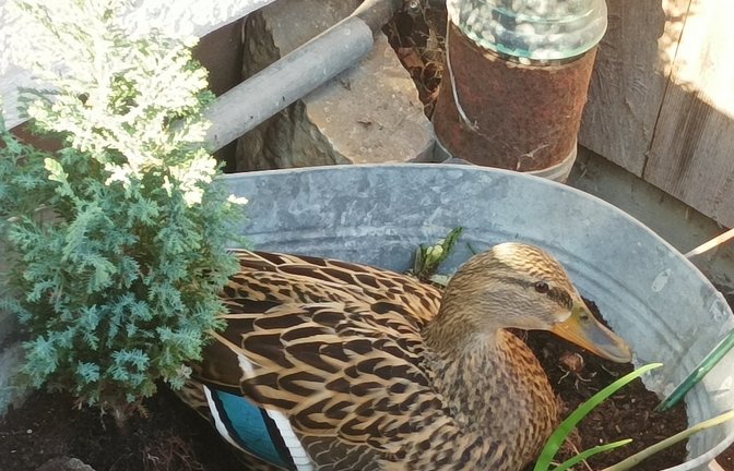 Bei Familie Zierle in Illingen hat ein Stockenten-Weibchen einen ganz besonderen Platz für das Brutgeschäft gefunden – im Vorgarten unterm Küchenfenster im Zinnbottich. Die Familie laufe seitdem gebührend vorsichtig an der werdenden Mutter vorbei, erzählt Daniela Zierle. Der Nabu wurde schon um Tipps gebeten, falls das Brüten von Erfolg gekrönt ist. Denn es gebe keinen direkten Zugang zum Schmiebach für die flugunfähigen Kleinen. Wir drücken die Daumen und haben um Fortsetzungsfotos gebeten.  <span class='image-autor'>Foto: Zierle</span>
