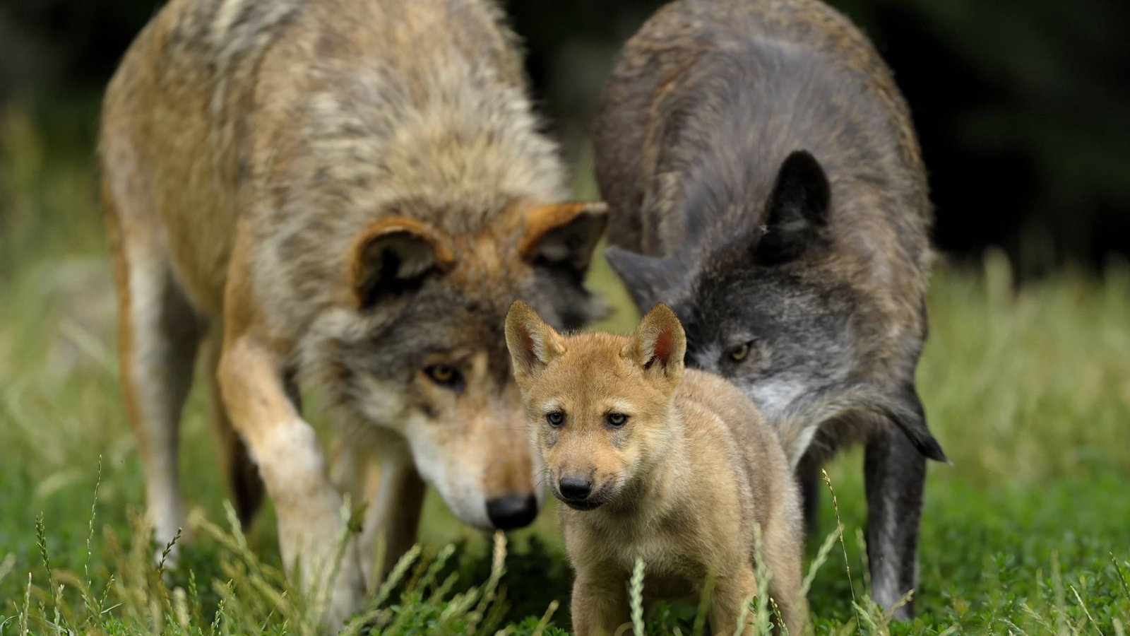 Von den Welpen im Südschwarzwald gibt es noch kein Foto – aber nun ist klar, dass die dortigen Wölfe Nachwuchs haben.Foto: imago stock&people Von den Welpen im Südschwarzwald gibt es noch kein Foto – aber nun ist klar, dass die dortigen Wölfe Nachwuchs haben.Foto: imago stock&people