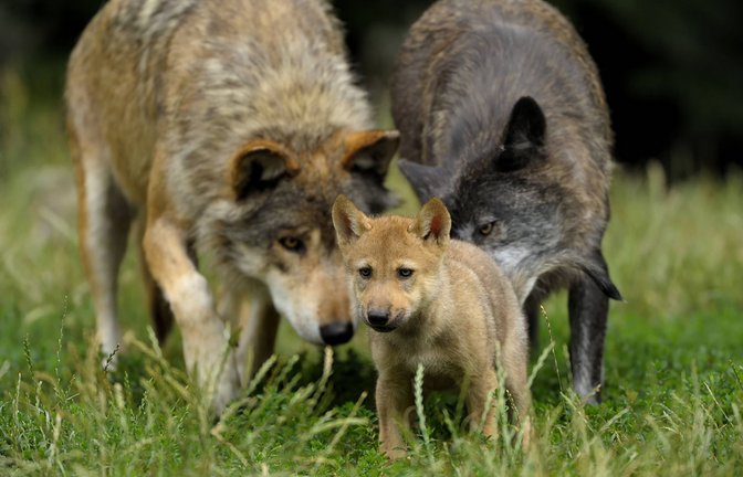 Von den Welpen im Südschwarzwald gibt es noch kein Foto – aber nun ist klar, dass die dortigen Wölfe Nachwuchs haben.<span class='image-autor'>Foto: imago stock&people</span>