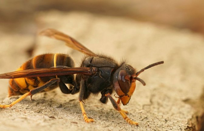 Die Asiatische Hornisse wurde erstmals 2014 in Deutschland nachgewiesen. (Archivbild)<span class='image-autor'>Foto: IMAGO/Pond5 Images/IMAGO/xWirestockx</span>