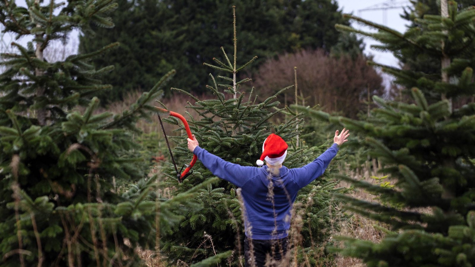 Findet man den richtigen Baum, ist die Freude groß. (Symbolbild)Foto: imago/Future Image/Christoph Hardt Findet man den richtigen Baum, ist die Freude groß. (Symbolbild)Foto: imago/Future Image/Christoph Hardt
