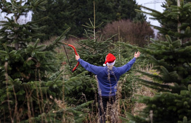 Findet man den richtigen Baum, ist die Freude groß. (Symbolbild)<span class='image-autor'>Foto: imago/Future Image/Christoph Hardt</span>