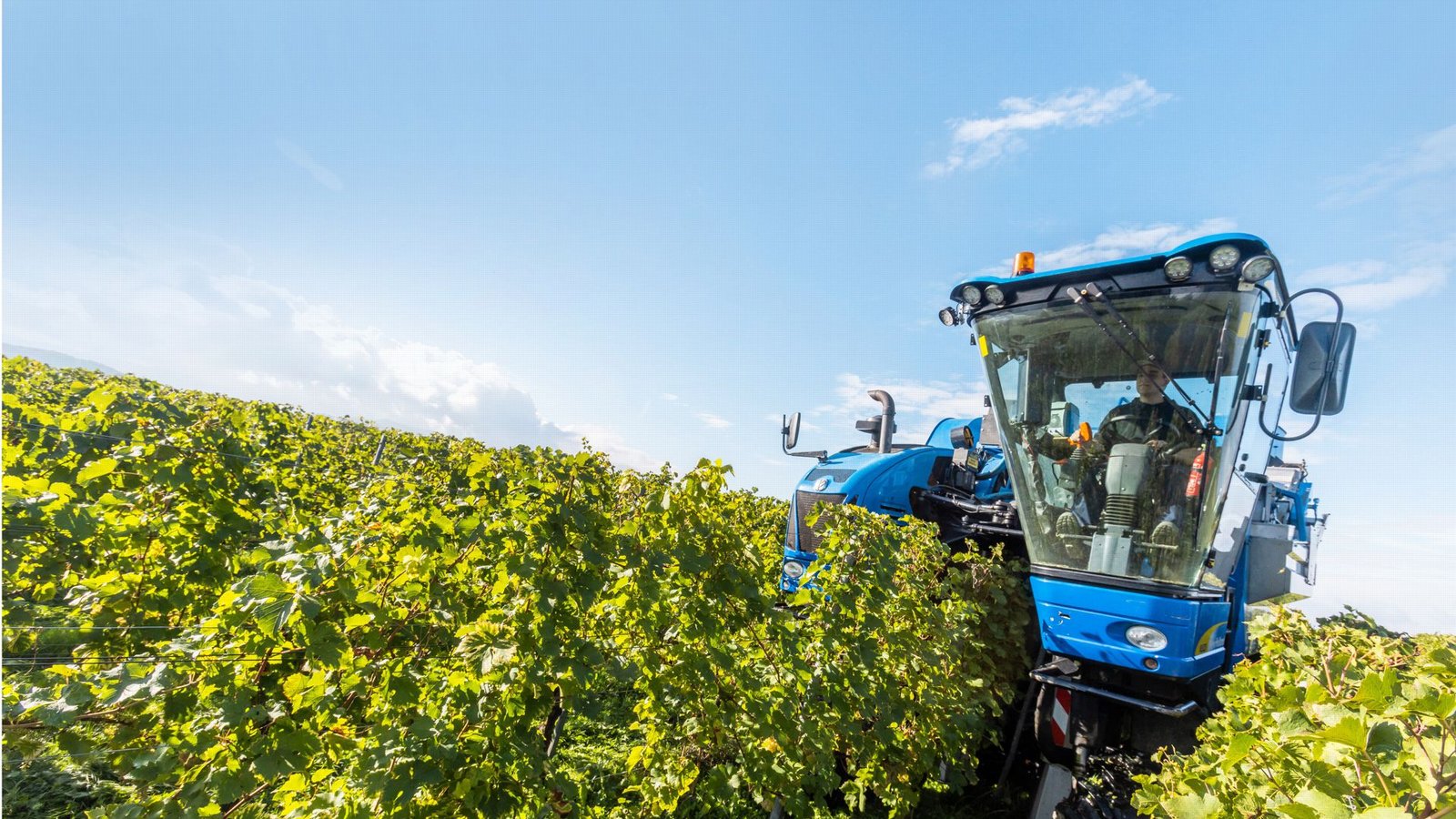 Bis zur Ernte der Weinreben muss häufig gespritzt werden – die EU will die Menge an Pestiziden nun deutlich verringern.Foto: dpa/Philipp von Ditfurth Bis zur Ernte der Weinreben muss häufig gespritzt werden – die EU will die Menge an Pestiziden nun deutlich verringern.Foto: dpa/Philipp von Ditfurth