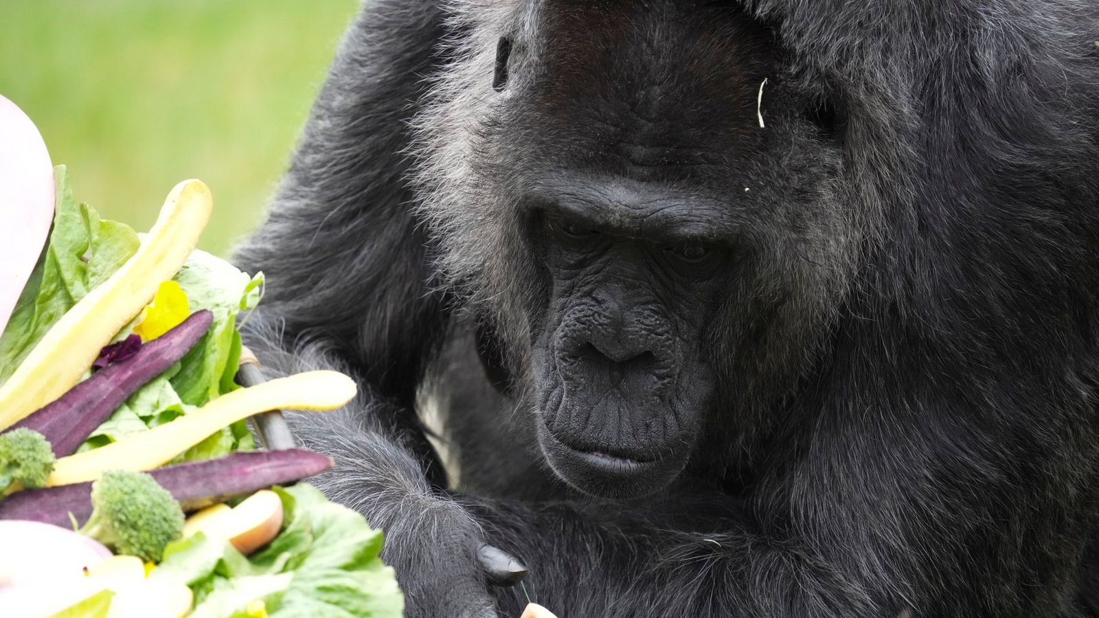 Seit mehr als sechs Jahrzehnten lebt Fatou im Berliner Zoo.Foto: Sven Kaeuler/dpa