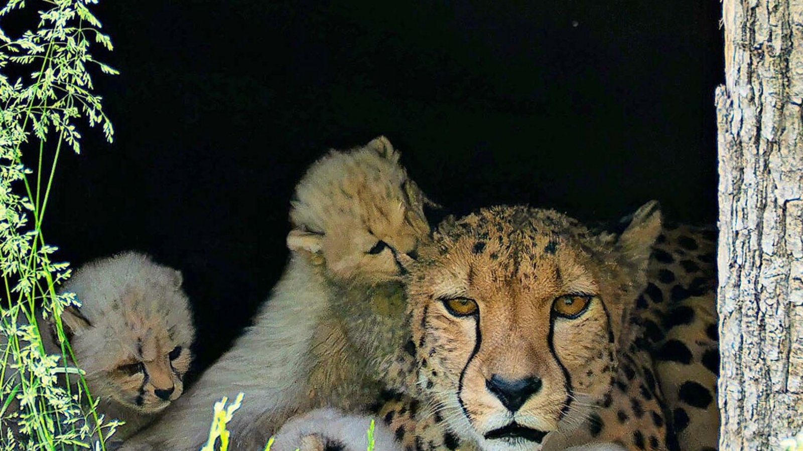 Gepardin Niara mit ihrem Nachwuchs in der Wilhelma.Foto: Birger Meierjohann Gepardin Niara mit ihrem Nachwuchs in der Wilhelma.Foto: Birger Meierjohann