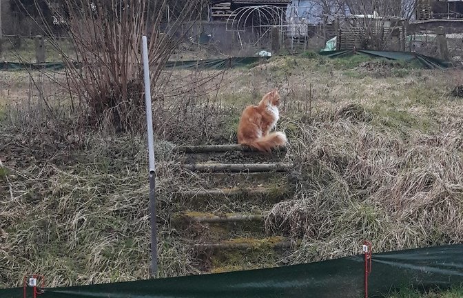 Luchs oder Fuchs oder doch ’ne prächtige Hauskatze, die im Umsiedlungsgebiet der Eidechsen den Blick schweifen lässt.  <span class='image-autor'>Foto: Rücker</span>