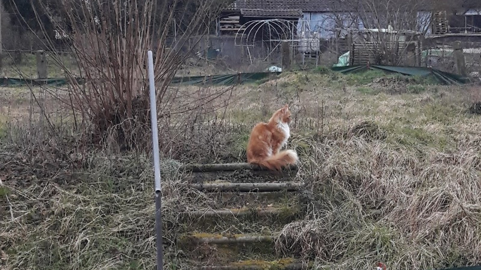 Luchs oder Fuchs oder doch ’ne prächtige Hauskatze, die im Umsiedlungsgebiet der Eidechsen den Blick schweifen lässt. Foto: Rücker Luchs oder Fuchs oder doch ’ne prächtige Hauskatze, die im Umsiedlungsgebiet der Eidechsen den Blick schweifen lässt. Foto: Rücker