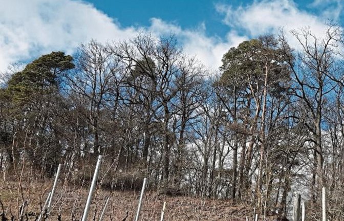 Azurblauen Himmel überm Eselsberg hat Gudrun Kraft von Hausen fotografiert.