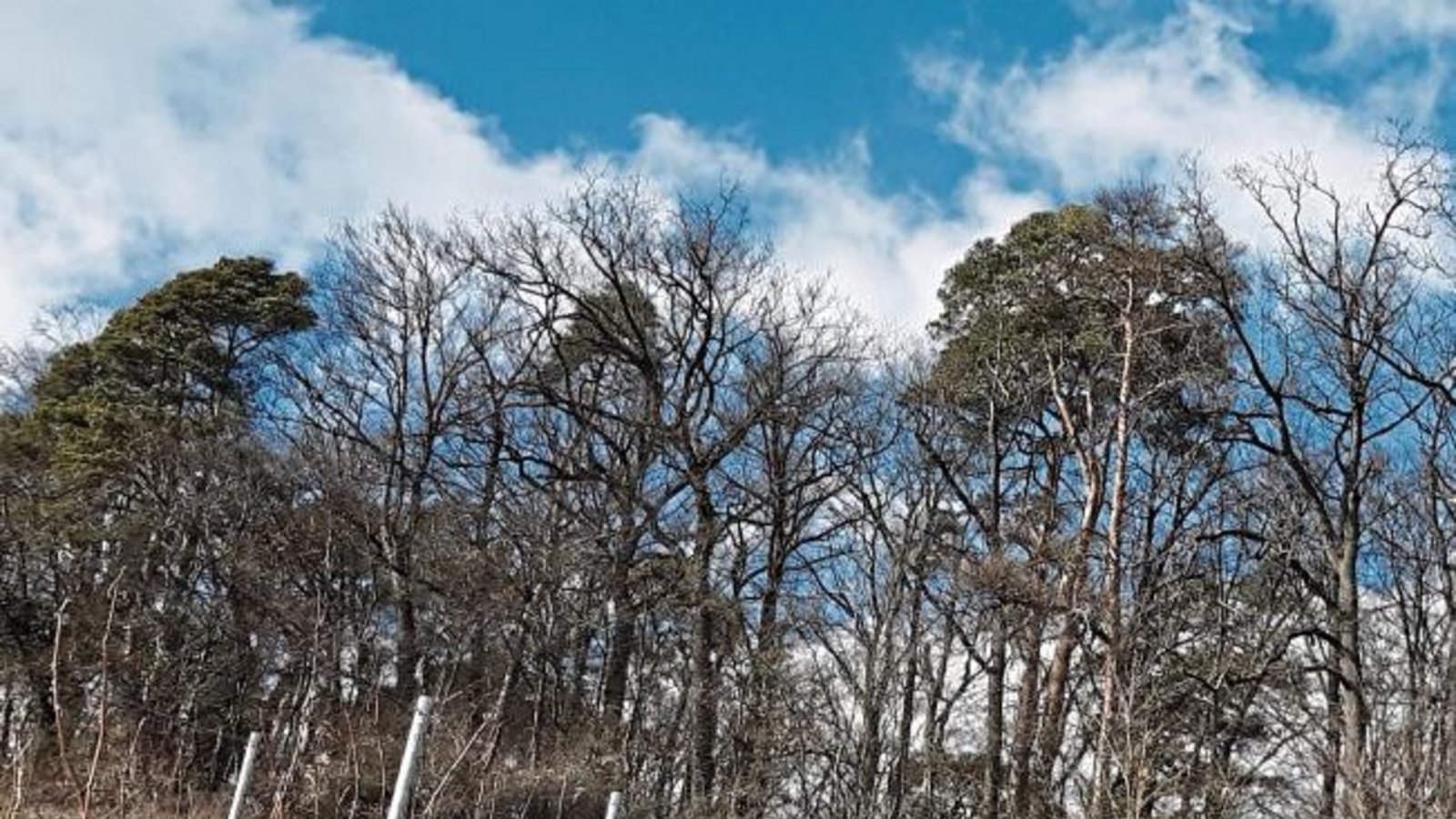 Azurblauen Himmel überm Eselsberg hat Gudrun Kraft von Hausen fotografiert.