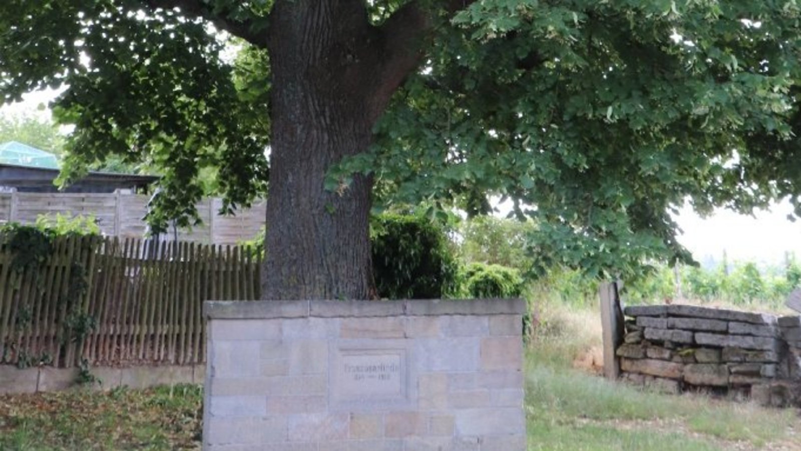 Die sogenannte Franzosenlinde ist ein Naturdenkmal unterhalb der Festung.