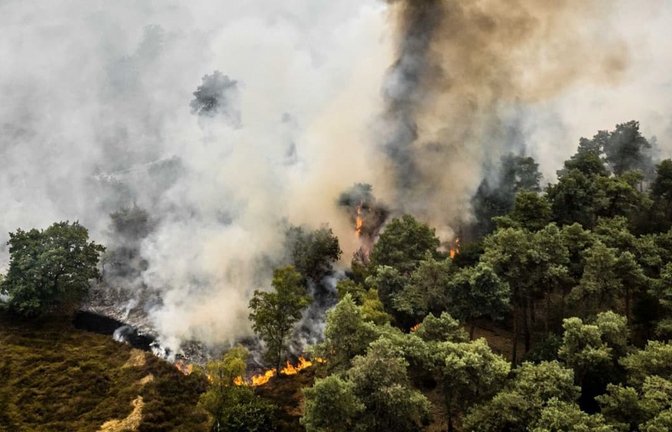 Im Naturschutzgebiet De Rosmolen wütet ein Großbrand, wie die Sicherheitsregion Limburg-Nord mitteilte. Aufgrund der anhaltenden Trockenheit konnte sich das Feuer rasant ausbreiten.<span class='image-autor'>Rob Engelaar/ANP/dpa</span>