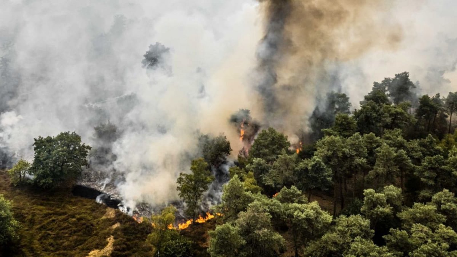 Im Naturschutzgebiet De Rosmolen wütet ein Großbrand, wie die Sicherheitsregion Limburg-Nord mitteilte. Aufgrund der anhaltenden Trockenheit konnte sich das Feuer rasant ausbreiten.Rob Engelaar/ANP/dpa Im Naturschutzgebiet De Rosmolen wütet ein Großbrand, wie die Sicherheitsregion Limburg-Nord mitteilte. Aufgrund der anhaltenden Trockenheit konnte sich das Feuer rasant ausbreiten.Rob Engelaar/ANP/dpa