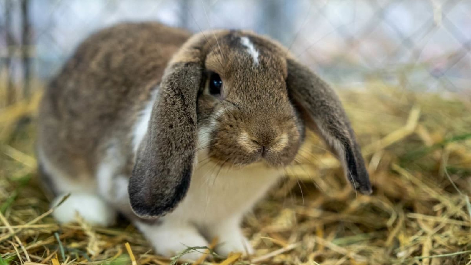 Nicht Hoppel, aber ein ähnliches Tier: Widder-Kaninchen bei einer KleintierausstellungOliver Voigt Nicht Hoppel, aber ein ähnliches Tier: Widder-Kaninchen bei einer KleintierausstellungOliver Voigt