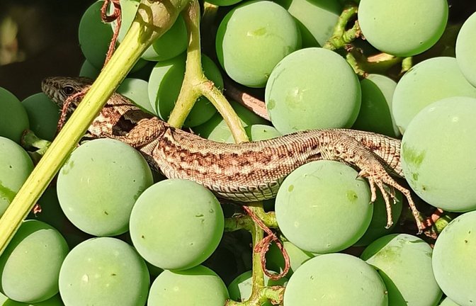 „Augen auf bei der Weinlese“, schreibt Angelika Lange aus Aurich zu ihrem Foto.
