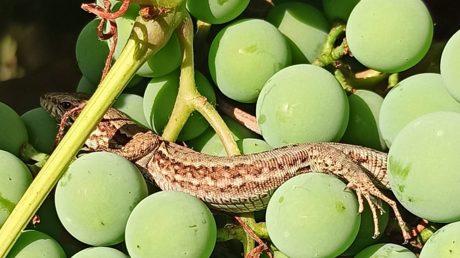 „Augen auf bei der Weinlese“, schreibt Angelika Lange aus Aurich zu ihrem Foto.