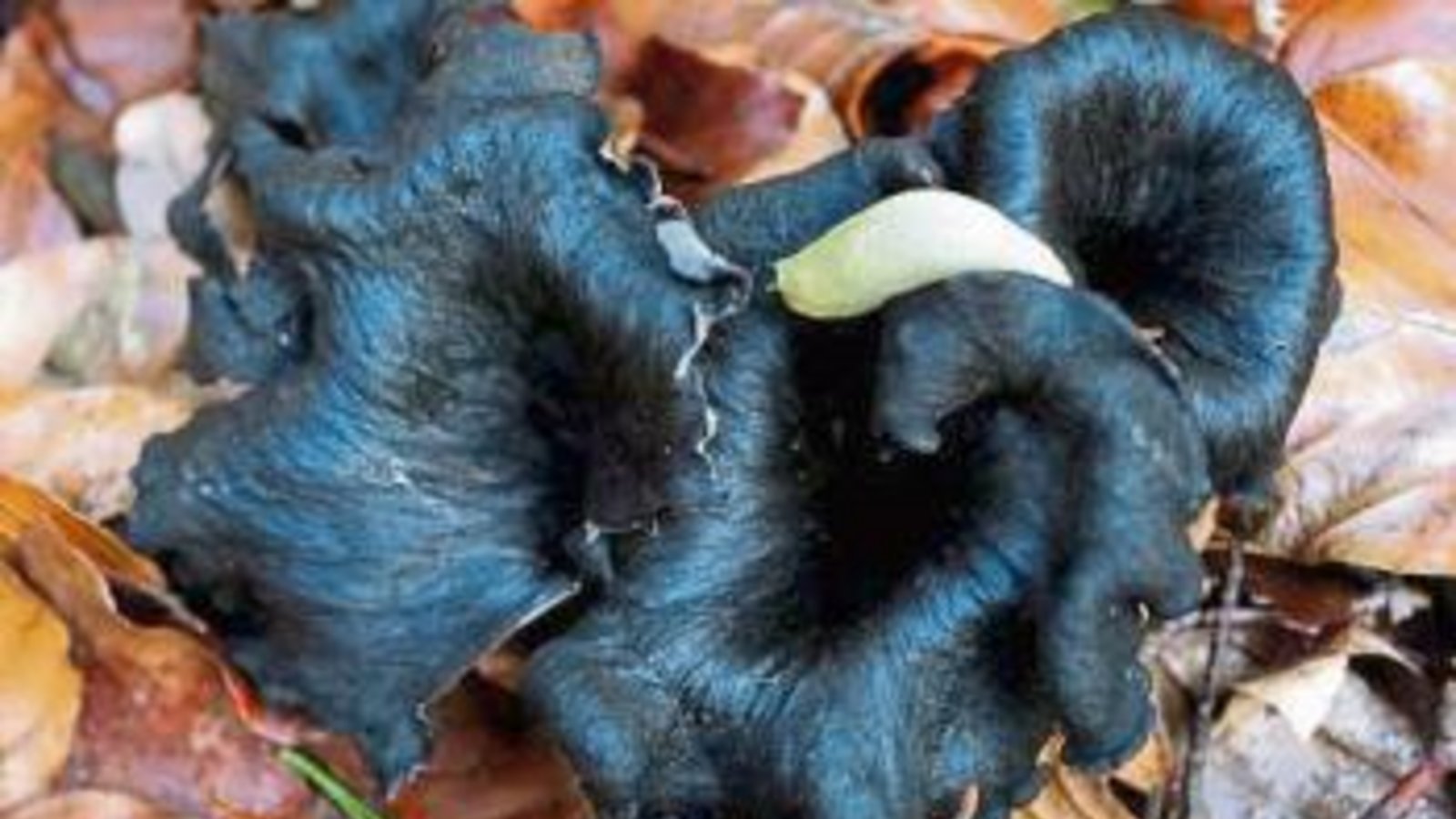 Die Totentrompeten mit weißer Schnecke aus Gündelbach. Foto: Thalhäuser
