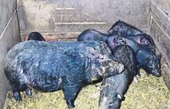 In einem Schuppen leben Minischweine auf ihren eigenen Exkrementen. Foto: Peta