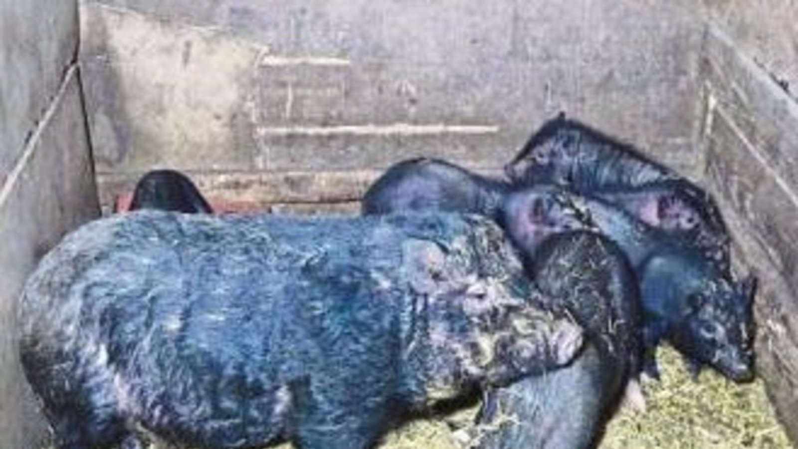 In einem Schuppen leben Minischweine auf ihren eigenen Exkrementen. Foto: Peta