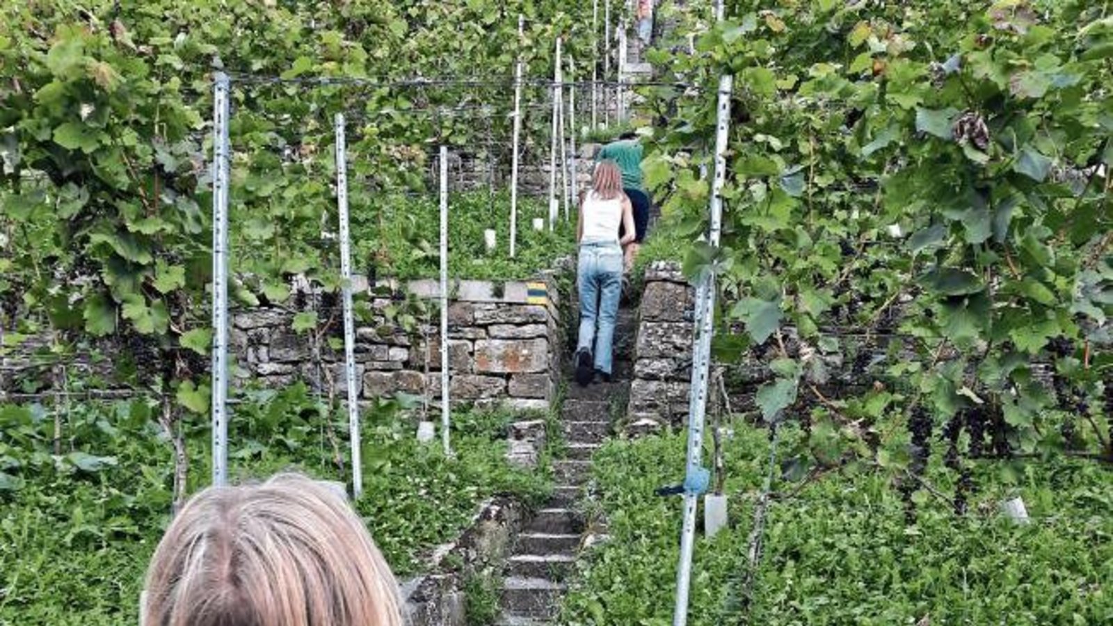 Auch Jutta Jantzen hat bei der S-VKZ-Tour mitgemacht und die Wanderstrecke von Samstag absolviert. Ihre Impressionen: „Vielen Dank für die herrliche Wanderung rund um Roßwag durchs Enztal und die wunderschönen Weinberge. Wir haben heute mit unseren Freund Auch Jutta Jantzen hat bei der S-VKZ-Tour mitgemacht und die Wanderstrecke von Samstag absolviert. Ihre Impressionen: „Vielen Dank für die herrliche Wanderung rund um Roßwag durchs Enztal und die wunderschönen Weinberge. Wir haben heute mit unseren Freund