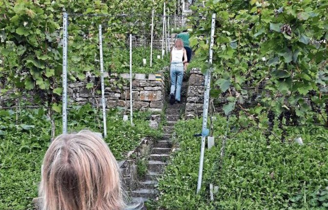 Auch Jutta Jantzen hat bei der S-VKZ-Tour mitgemacht und die Wanderstrecke von Samstag absolviert. Ihre Impressionen: „Vielen Dank für die herrliche Wanderung rund um Roßwag durchs Enztal und die wunderschönen Weinberge. Wir haben heute mit unseren Freund
