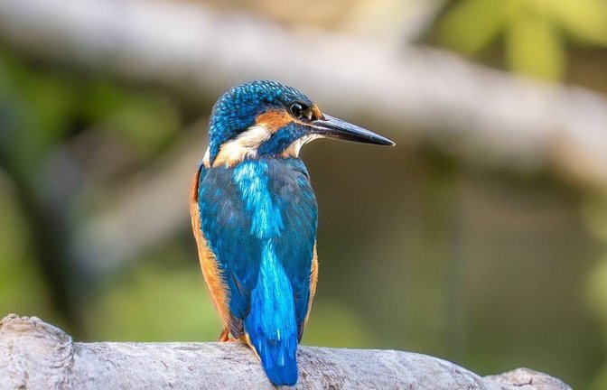 Keine schlichte, aber bunte Eleganz beim Eisvogel.  <span class='image-autor'>Foto: Herth</span>