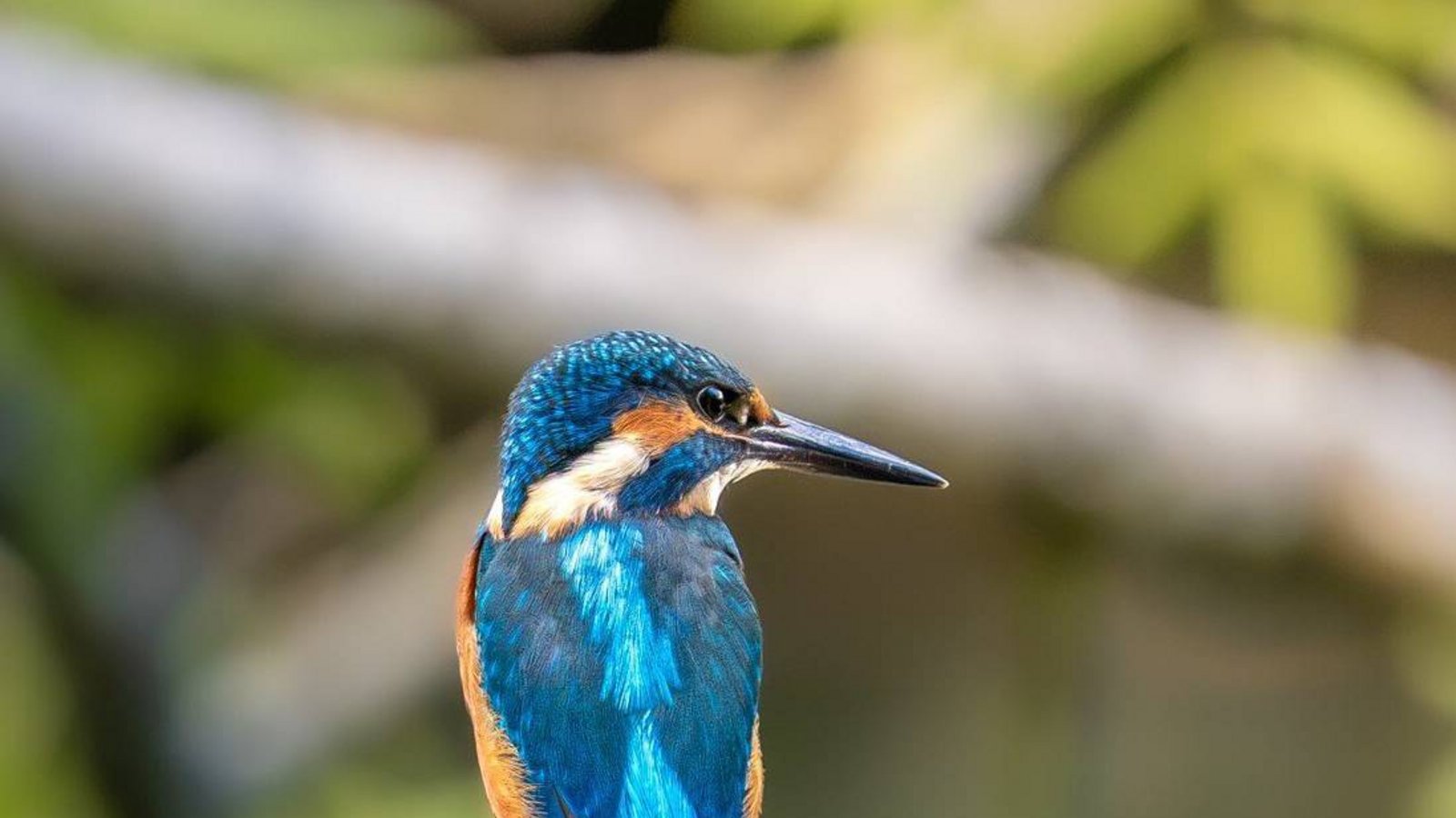 Keine schlichte, aber bunte Eleganz beim Eisvogel.  Foto: Herth