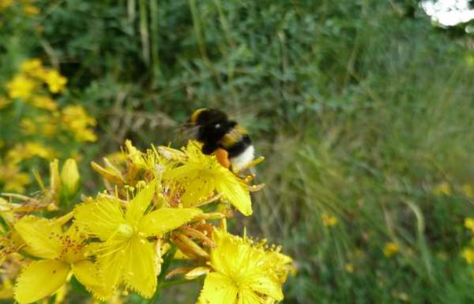 Hummel mit Pollenhöschen auf dem Echten Johanniskraut. Foto: Rücker